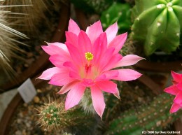 Echinocereus scherii